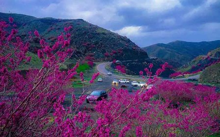 دره ارغوان مشهد؛ طبیعت‌گردی در بنفش‌ترین طبیعت خراسان