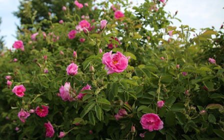 روستای فرخد مشهد - جشنواره گل محمدی و گلابگیری روستای فرخد کلات